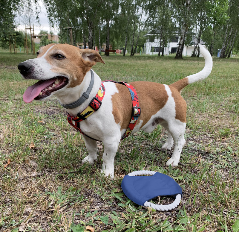 Frisbee dla psa RINGO Frisbee dla psa RINGO to świetny gadżet dla posiadaczy czworonogów. Doskonały gdy chcemy aby pies zażył więcej ruchu. Usztywniona linka i materiałowy środek stanowią spójną całość.