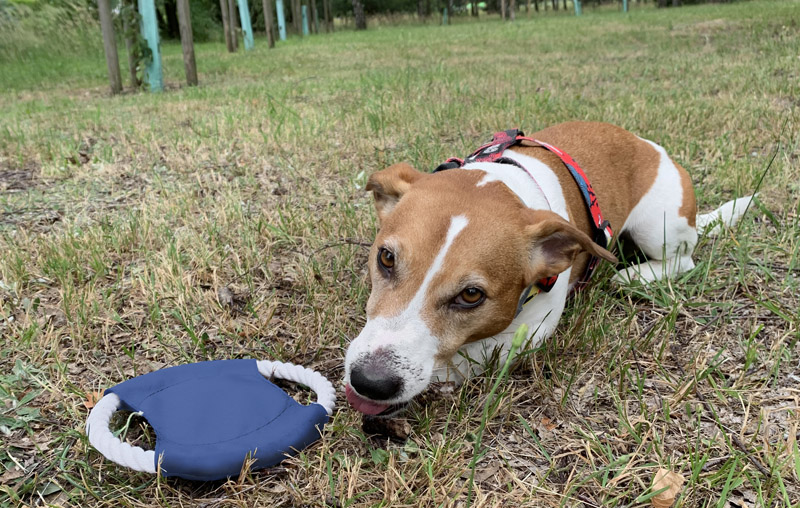 Frisbee dla psa RINGO Frisbee dla psa RINGO to świetny gadżet dla posiadaczy czworonogów. Doskonały gdy chcemy aby pies zażył więcej ruchu. Usztywniona linka i materiałowy środek stanowią spójną całość.