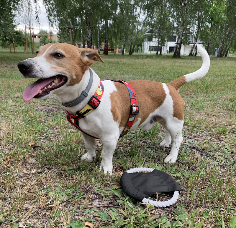 Frisbee dla psa RINGO Frisbee dla psa RINGO to świetny gadżet dla posiadaczy czworonogów. Doskonały gdy chcemy aby pies zażył więcej ruchu. Usztywniona linka i materiałowy środek stanowią spójną całość.