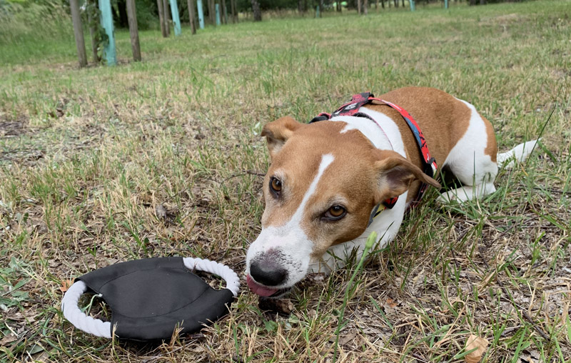 Frisbee dla psa RINGO Frisbee dla psa RINGO to świetny gadżet dla posiadaczy czworonogów. Doskonały gdy chcemy aby pies zażył więcej ruchu. Usztywniona linka i materiałowy środek stanowią spójną całość.