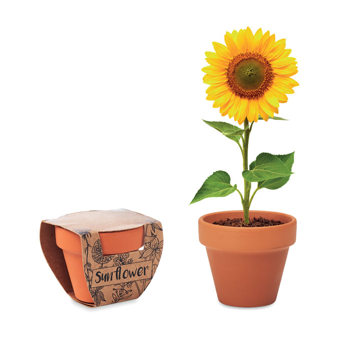 Doniczka, słonecznik Mała gliniana doniczka z terakoty z nasionami słonecznika (Helianthus debilis). Wyprodukowane w EU. Krążek torfowy w zestawie.