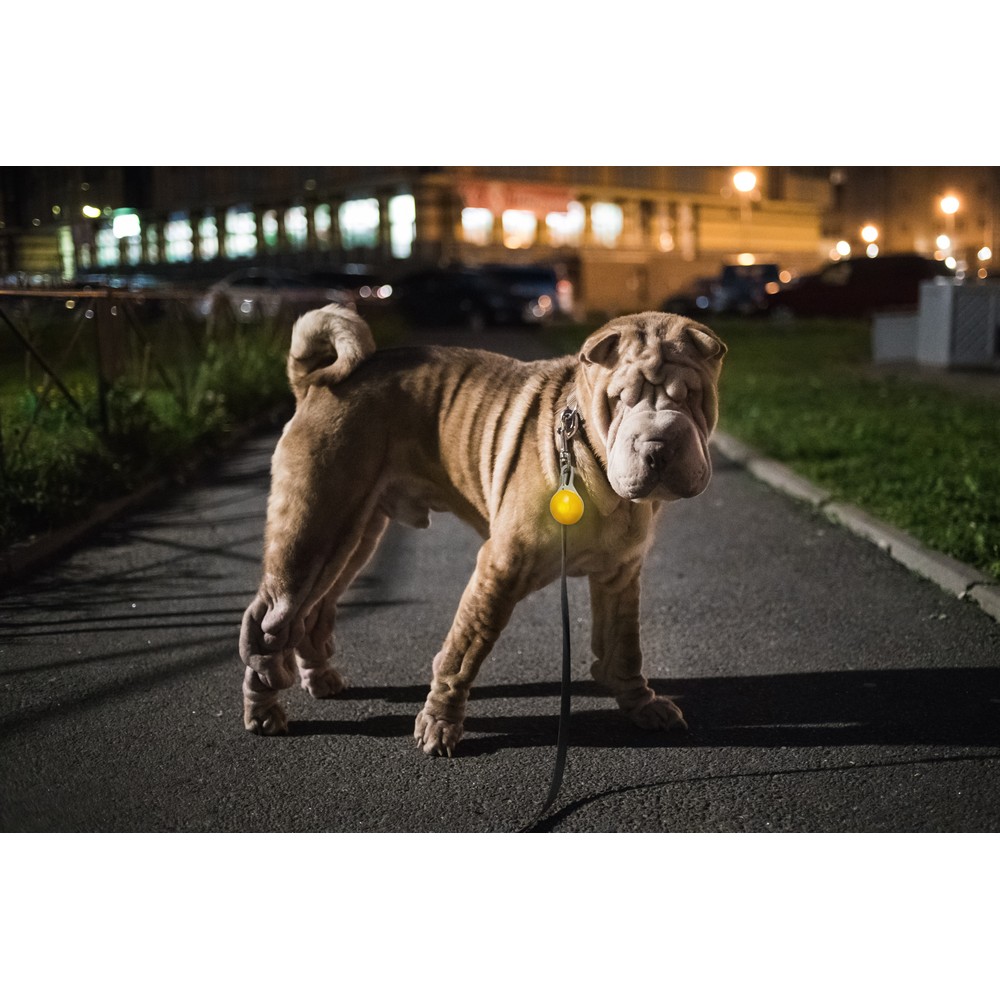 Lampka dla psa Lampka dla psa, 1 migająca dioda LED